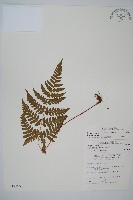 長葉鱗毛蕨藏品圖，第1張