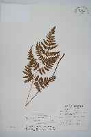 長葉鱗毛蕨藏品圖，第1張