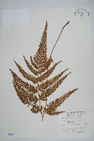 南海鱗毛蕨藏品圖，第1張