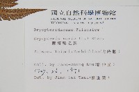 南海鱗毛蕨藏品圖，第2張