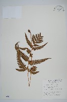 南海鱗毛蕨藏品圖，第1張