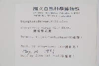 南海鱗毛蕨藏品圖，第2張