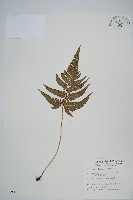 南海鱗毛蕨藏品圖，第1張