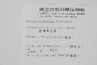 南海鱗毛蕨藏品圖，第2張