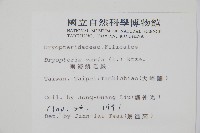 南海鱗毛蕨藏品圖，第2張