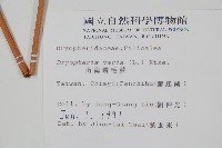 南海鱗毛蕨藏品圖，第2張