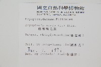 南海鱗毛蕨藏品圖，第2張