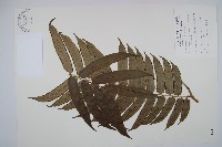 觀音座蓮藏品圖，第1張