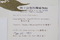 觀音座蓮藏品圖，第2張