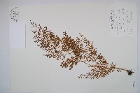 烏蕨藏品圖，第1張