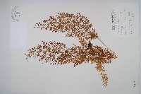 烏蕨藏品圖，第1張