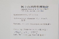 烏蕨藏品圖，第2張