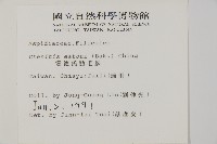 愛德氏肋毛蕨藏品圖，第2張