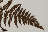 愛德氏肋毛蕨藏品圖，第3張