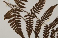 愛德氏肋毛蕨藏品圖，第4張