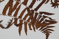 菜蕨藏品圖，第3張