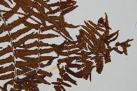 菜蕨藏品圖，第4張