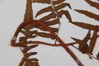 菜蕨藏品圖，第5張