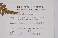 東洋蹄蓋蕨、假蹄蓋蕨藏品圖，第2張