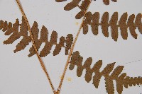 東洋蹄蓋蕨、假蹄蓋蕨藏品圖，第3張