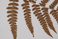 東洋蹄蓋蕨、假蹄蓋蕨藏品圖，第4張