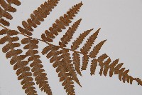 東洋蹄蓋蕨、假蹄蓋蕨藏品圖，第5張