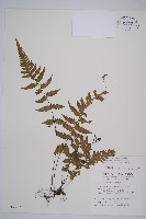 假蹄蓋蕨、東洋蹄蓋蕨藏品圖，第1張