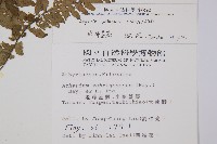假蹄蓋蕨、東洋蹄蓋蕨藏品圖，第2張