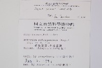 假蹄蓋蕨、東洋蹄蓋蕨藏品圖，第2張