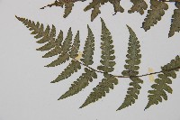 假蹄蓋蕨、東洋蹄蓋蕨藏品圖，第3張