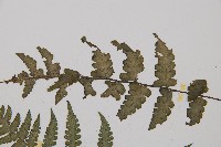 假蹄蓋蕨、東洋蹄蓋蕨藏品圖，第4張