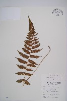 假蹄蓋蕨、東洋蹄蓋蕨藏品圖，第1張