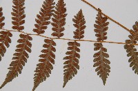 假蹄蓋蕨、東洋蹄蓋蕨藏品圖，第3張