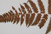 假蹄蓋蕨、東洋蹄蓋蕨藏品圖，第4張