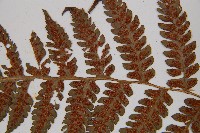 假蹄蓋蕨、東洋蹄蓋蕨藏品圖，第5張