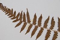 假蹄蓋蕨、東洋蹄蓋蕨藏品圖，第4張