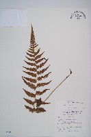 假蹄蓋蕨、東洋蹄蓋蕨藏品圖，第1張