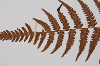 假蹄蓋蕨、東洋蹄蓋蕨藏品圖，第4張