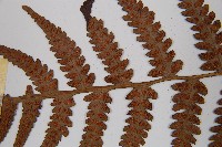 假蹄蓋蕨、東洋蹄蓋蕨藏品圖，第5張