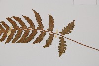 假蹄蓋蕨、東洋蹄蓋蕨藏品圖，第3張