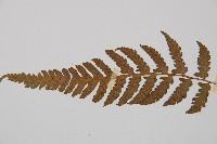 假蹄蓋蕨、東洋蹄蓋蕨藏品圖，第4張