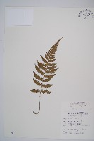 假蹄蓋蕨、東洋蹄蓋蕨藏品圖，第1張