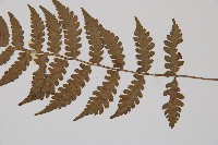 假蹄蓋蕨、東洋蹄蓋蕨藏品圖，第3張