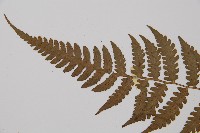 假蹄蓋蕨、東洋蹄蓋蕨藏品圖，第4張