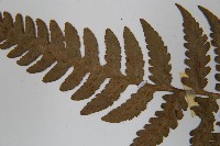 假蹄蓋蕨、東洋蹄蓋蕨藏品圖，第5張