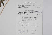 粗毛金星蕨藏品圖，第2張