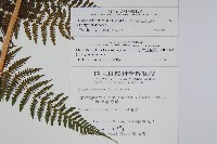 粗毛金星蕨藏品圖，第2張