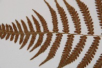 假蹄蓋蕨、東洋蹄蓋蕨藏品圖，第6張