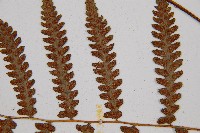 假蹄蓋蕨、東洋蹄蓋蕨藏品圖，第7張