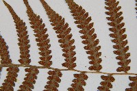 假蹄蓋蕨、東洋蹄蓋蕨藏品圖，第8張